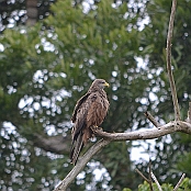 "Yellow-billed Kite" St. Lucia, South Africa